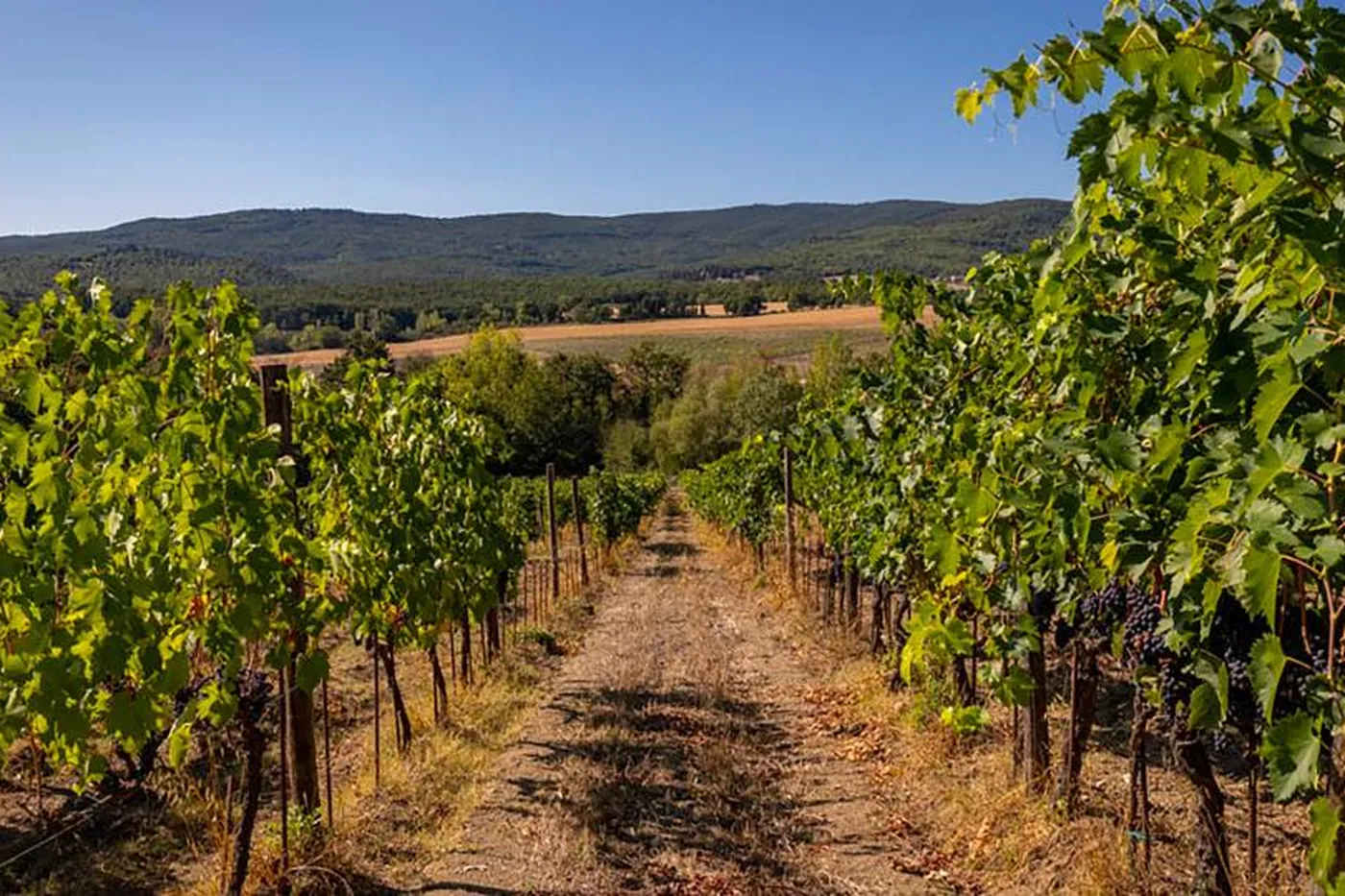 Villa Vigna - Tuscany